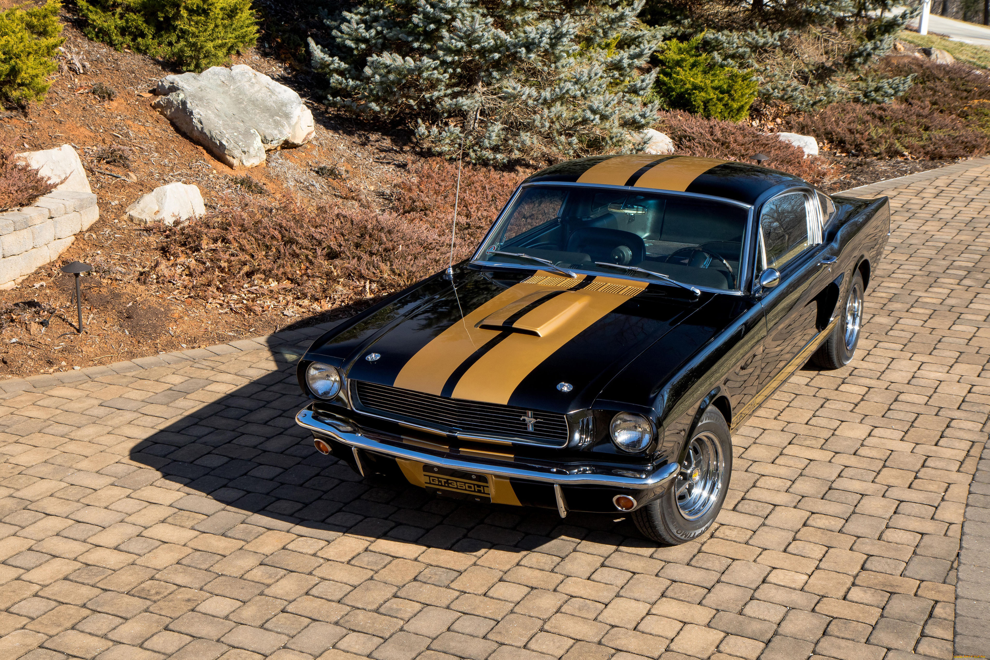 , mustang
